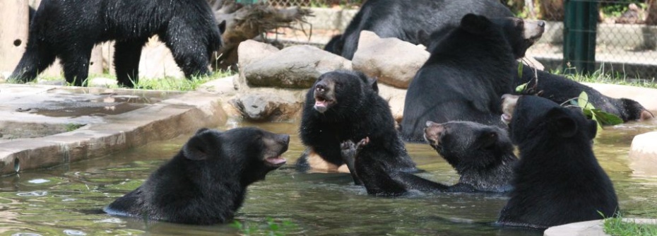 Animals Asia - Visiting the bear rescue centres